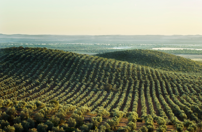 Paisaje del Olivar de Andalucía